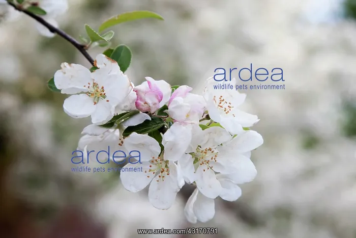 : Apple, Malus domestica, a sprig of white blossom, flowers ti : Apple, Malus domestica, a sprig of white blossom, flowers ti