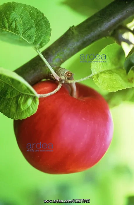 : Apple, Malus domestica Tom Putt : Apple, Malus domestica Tom Putt