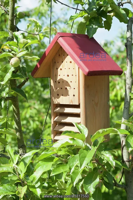 : Apple, Malus domestica, Wooden insect shelter : Apple, Malus domestica, Wooden insect shelter
