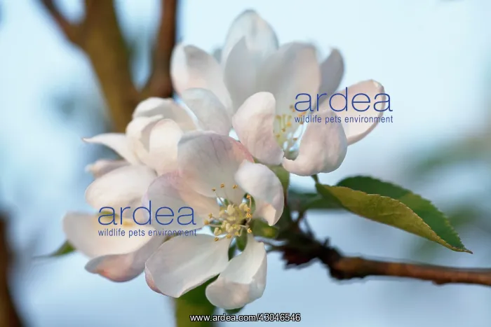 : Apple, Malus domestica Worcester Pearmain : Apple, Malus domestica Worcester Pearmain