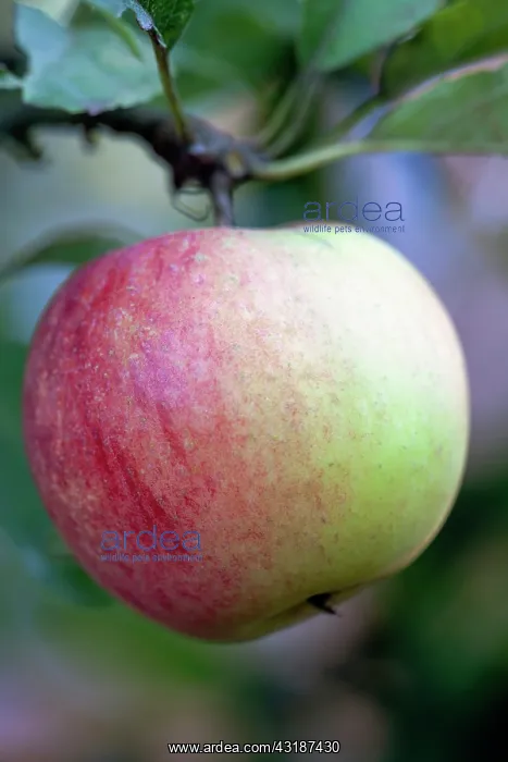 : Apple, Malus domestica Worcester Pearmain, Close : Apple, Malus domestica Worcester Pearmain, Close
