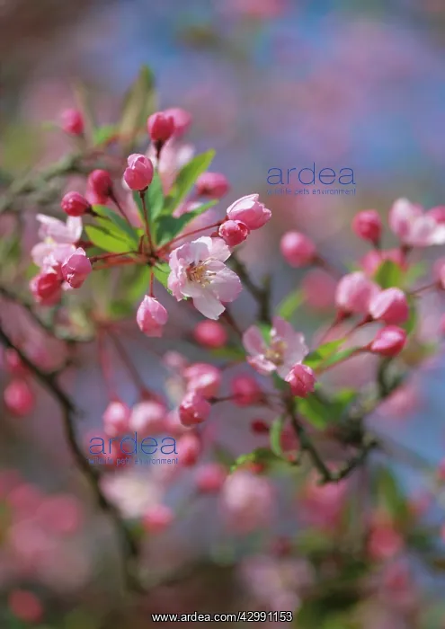 : Apple, Malus Floribunda : Apple, Malus Floribunda
