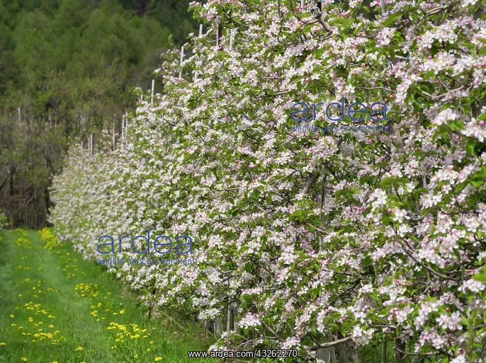 : Apple (malus) growing in the valley Vinschgau : Apple (malus) growing in the valley Vinschgau