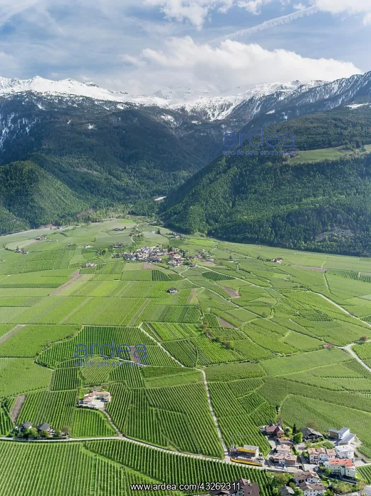 : Apple (malus) growing in the valley Vinschgau : Apple (malus) growing in the valley Vinschgau
