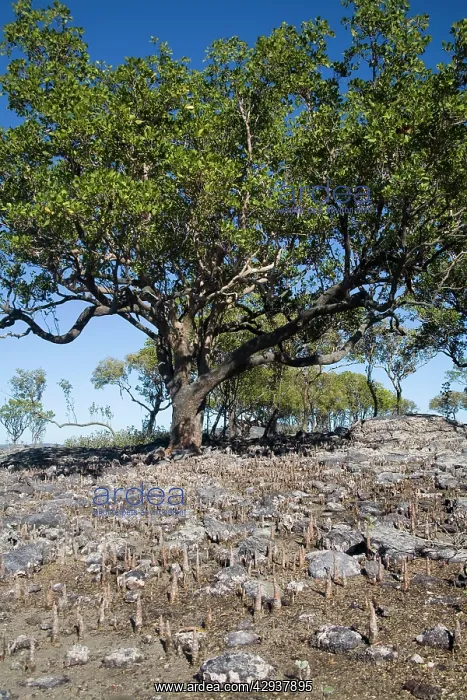 : Apple Mangrove with pneumatophores : Apple Mangrove with pneumatophores