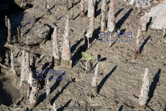 : Apple Mangrove pneumatophores : Apple Mangrove pneumatophores