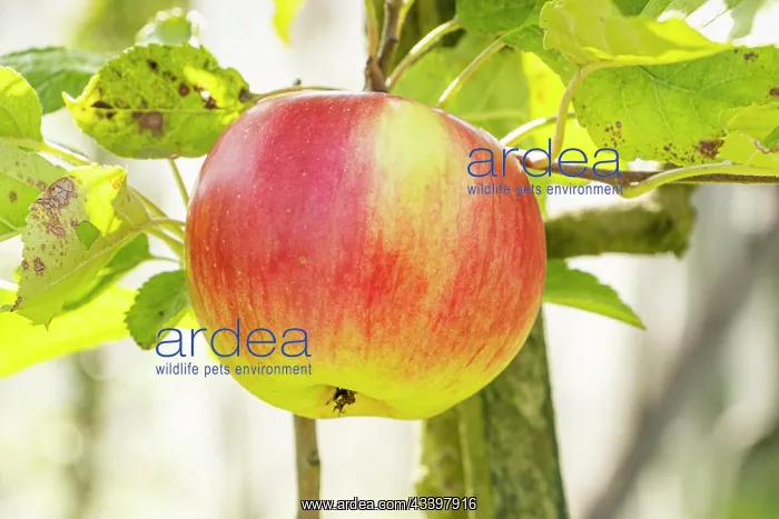 : Apple Marie Madeleine, Malus domestica Marie : Apple Marie Madeleine, Malus domestica Marie