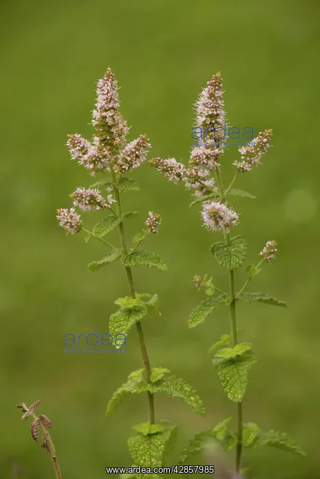  : Apple mint