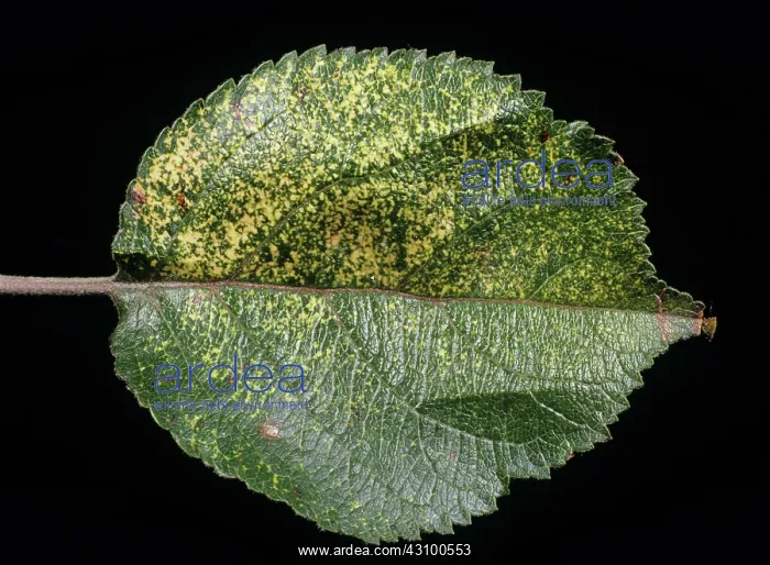 : Apple mosaic virus (AMV) : Apple mosaic virus (AMV)