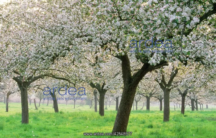  : Apple Orchard - Blossoms - c / u