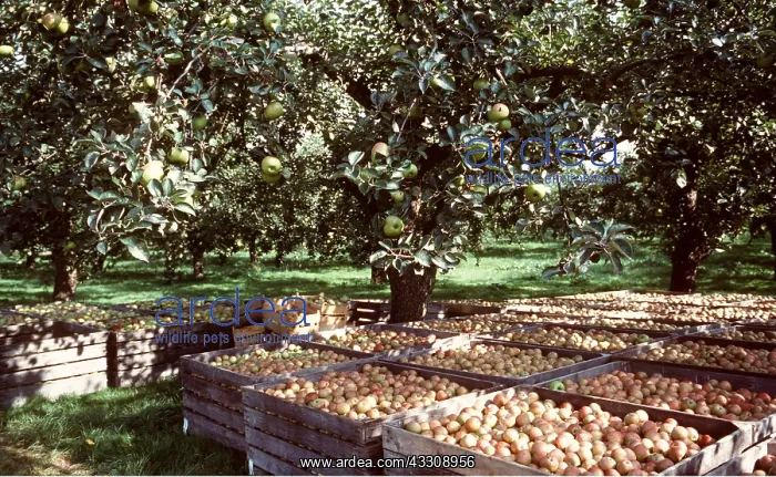 : APPLE ORCHARD - Bramley Trees with Grenadier (used : APPLE ORCHARD - Bramley Trees with Grenadier (used