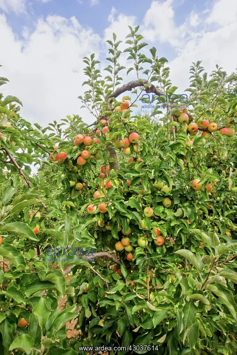 : Apple Orchard Domaine d'Astros Vidauban France : Apple Orchard Domaine d'Astros Vidauban France