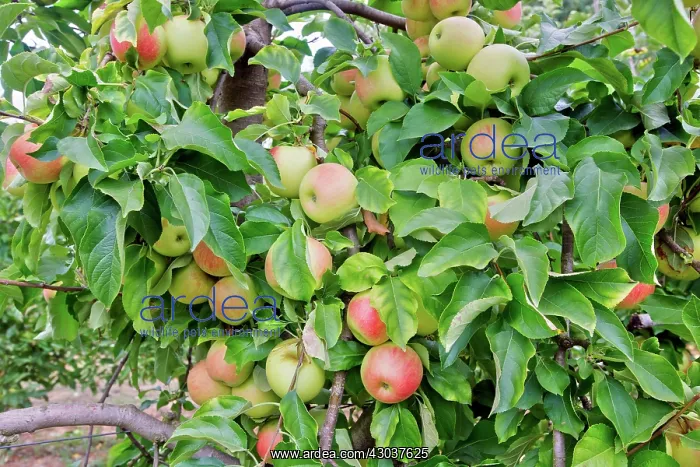 : Apple Orchard Domaine d'Astros Vidauban France : Apple Orchard Domaine d'Astros Vidauban France