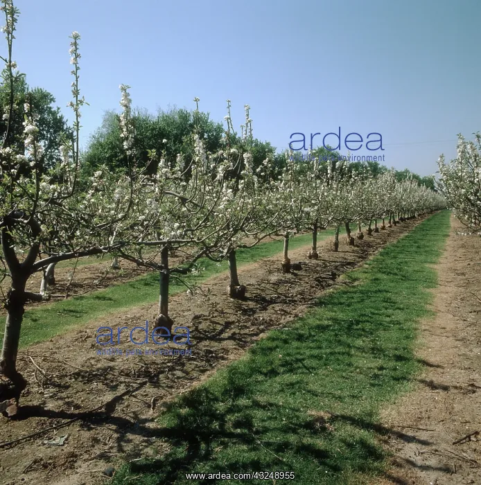 : Apple orchard in Flower : Apple orchard in Flower