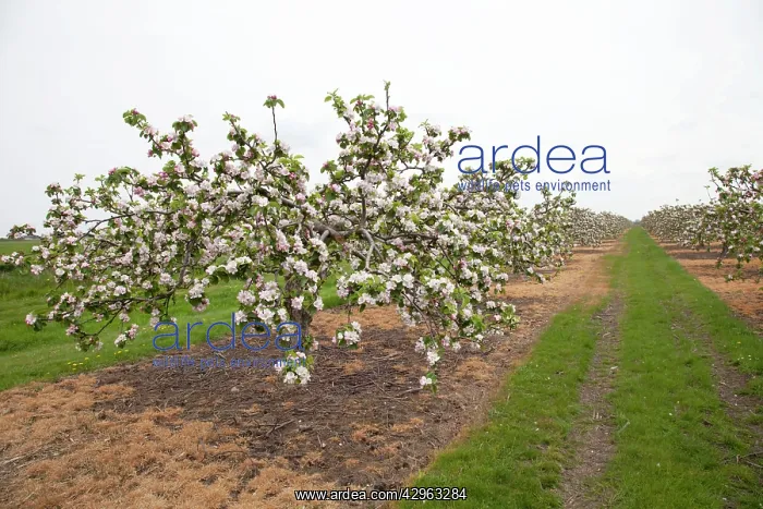 : Apple orchard with trees in blossom in May : Apple orchard with trees in blossom in May