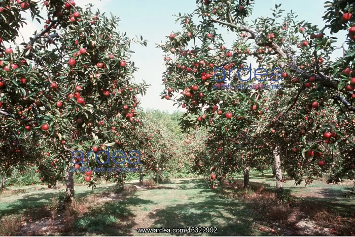 : APPLE ORCHARD - Worcesters : APPLE ORCHARD - Worcesters