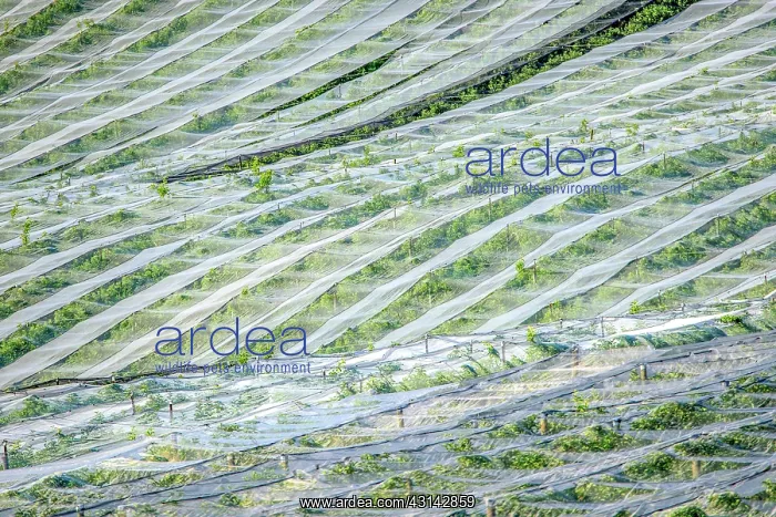 : Apple orchards with anti- hail nets and anti- moth : Apple orchards with anti- hail nets and anti- moth