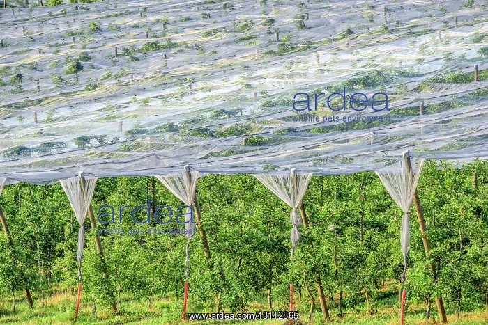 : Apple orchards with anti- hail nets and anti- moth : Apple orchards with anti- hail nets and anti- moth