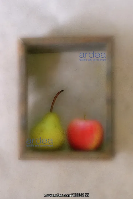 : Pear. Apple and Pear. Digitally manipulated image of apple : Pear. Apple and Pear. Digitally manipulated image of apple