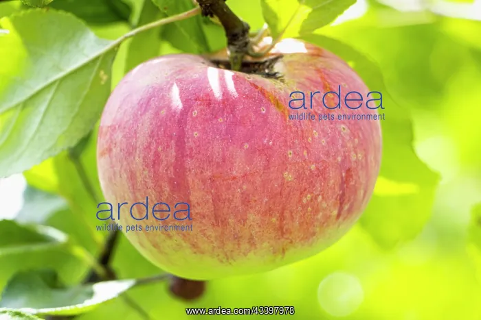 : Apple Peasgood's not such, Malus domestica Peasgood's : Apple Peasgood's not such, Malus domestica Peasgood's