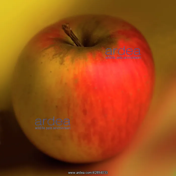  : Apple - Queen of the pippins