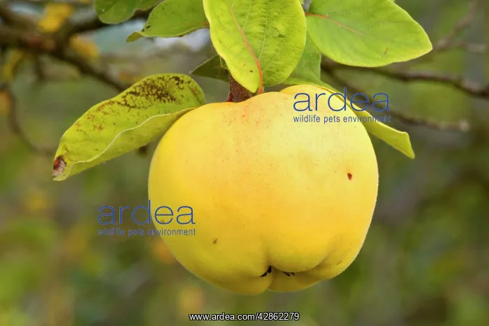 : apple quince - ripe, yellow fruit of an apple quince : apple quince - ripe, yellow fruit of an apple quince