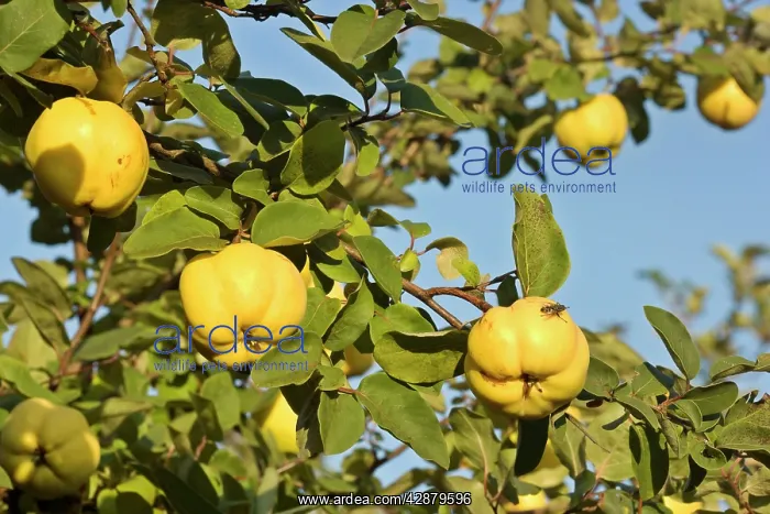 : apple quince - ripe, yellow fruits of apple quince : apple quince - ripe, yellow fruits of apple quince