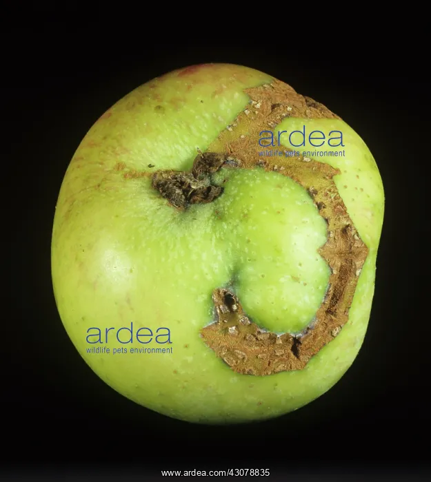 : Apple sawfly scar on apple : Apple sawfly scar on apple