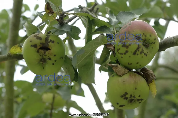 : Apple scab infection : Apple scab infection