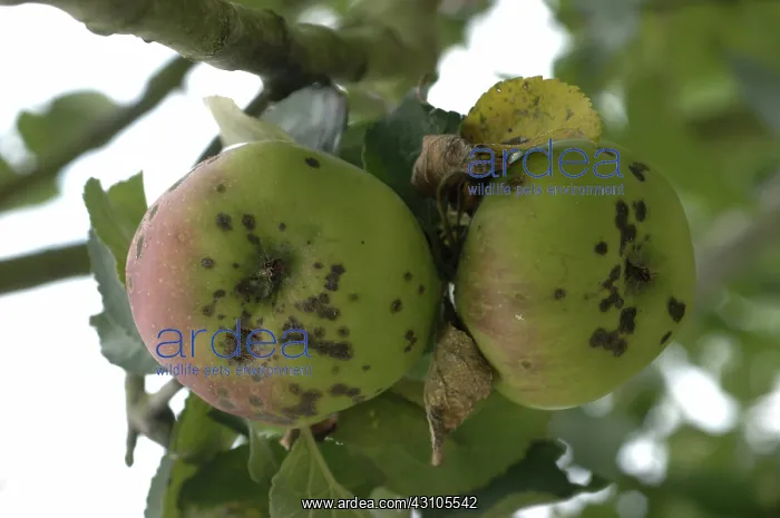 : Apple scab infection : Apple scab infection