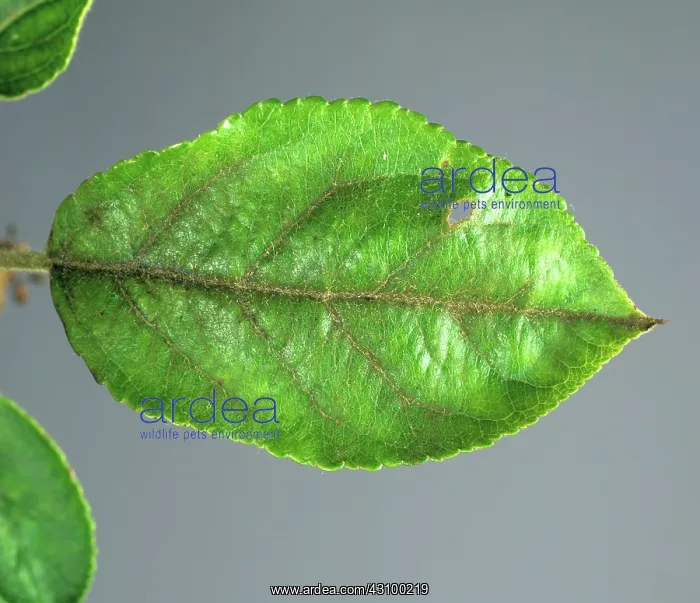 : Apple scab (Venturia inaequalis) : Apple scab (Venturia inaequalis)