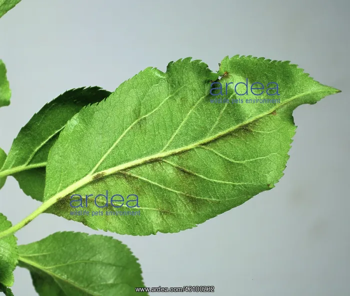 : Apple scab (Venturia inaequalis) : Apple scab (Venturia inaequalis)