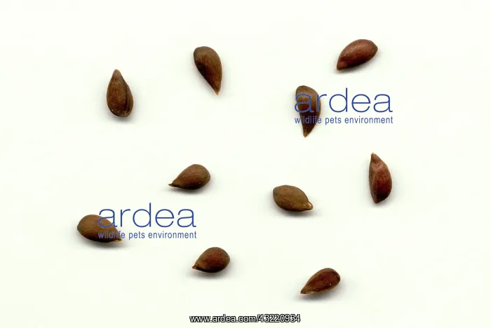 : Apple Seeds : Apple Seeds