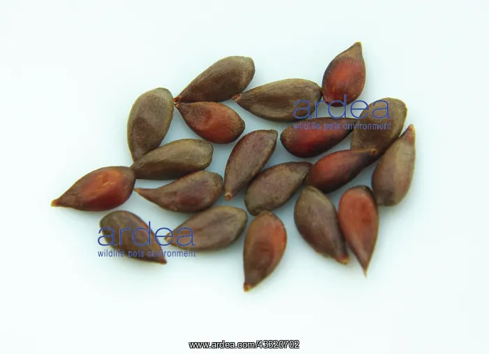: Apple Seeds : Apple Seeds
