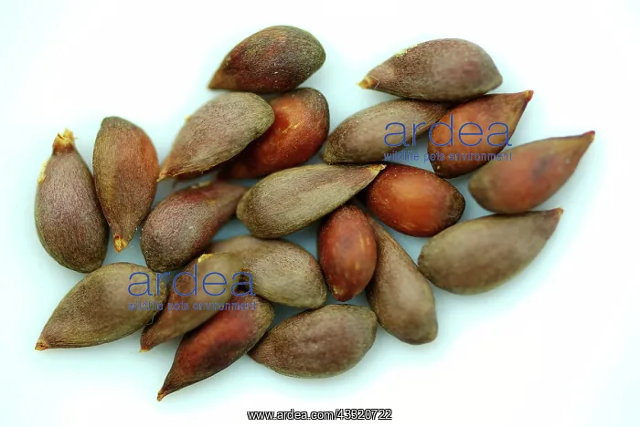 : Apple Seeds : Apple Seeds