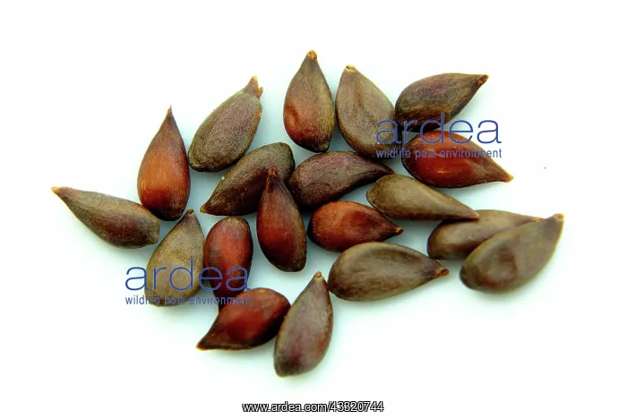 : Apple Seeds : Apple Seeds