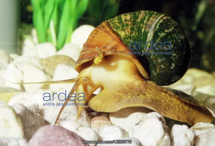 : Apple Snail - freshwater : Apple Snail - freshwater