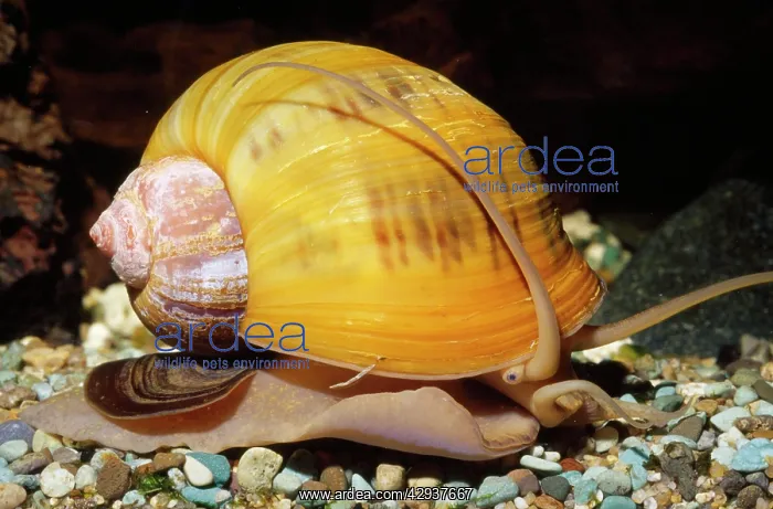 : Apple SNAIL - Freshwater : Apple SNAIL - Freshwater