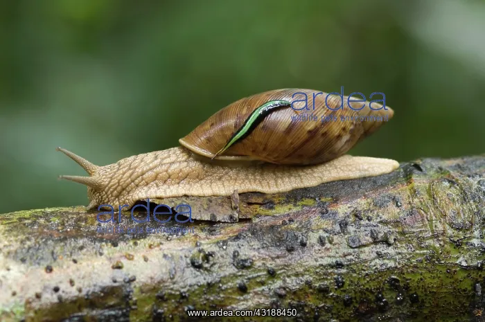 : Apple Snail (Pomacea sp.), adult, with leech clinging : Apple Snail (Pomacea sp.), adult, with leech clinging