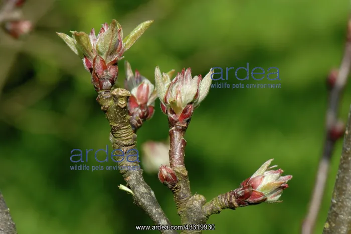 : Apple tree : Apple tree