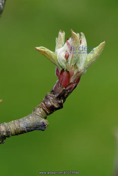  : Apple tree