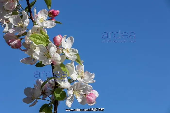 : APPLE TREE : APPLE TREE