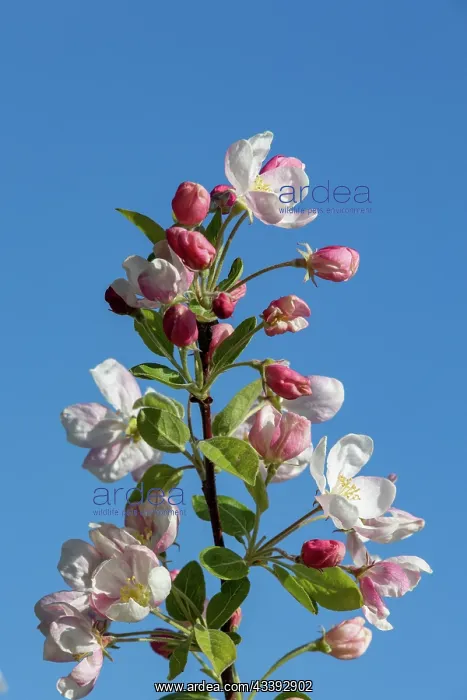 : APPLE TREE : APPLE TREE
