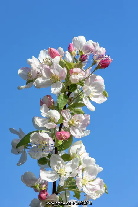 : APPLE TREE : APPLE TREE