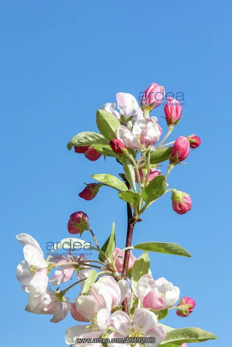 : APPLE TREE : APPLE TREE