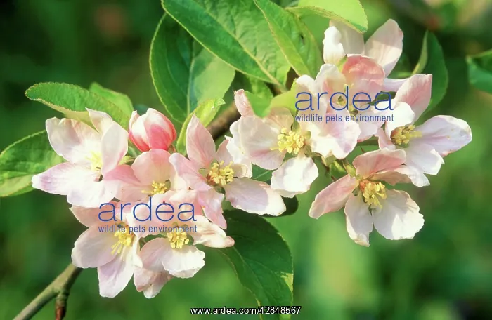  : Apple Tree Blossom - close-up