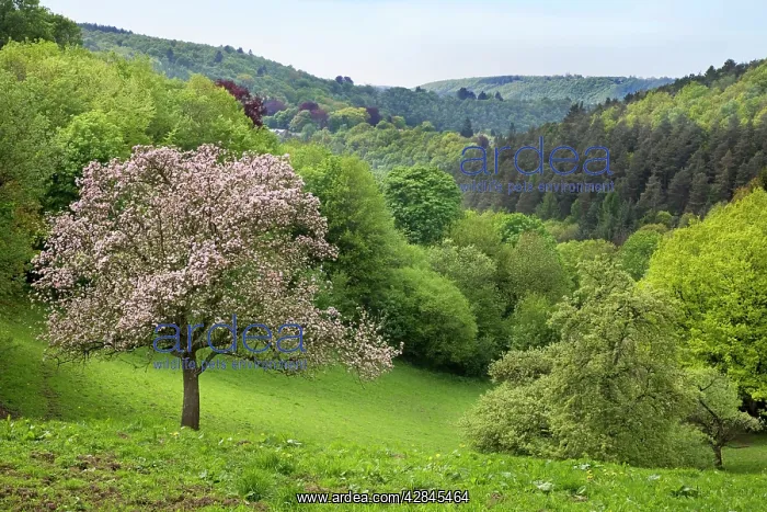 : Apple Tree - in blossom - in wooded landscape : Apple Tree - in blossom - in wooded landscape