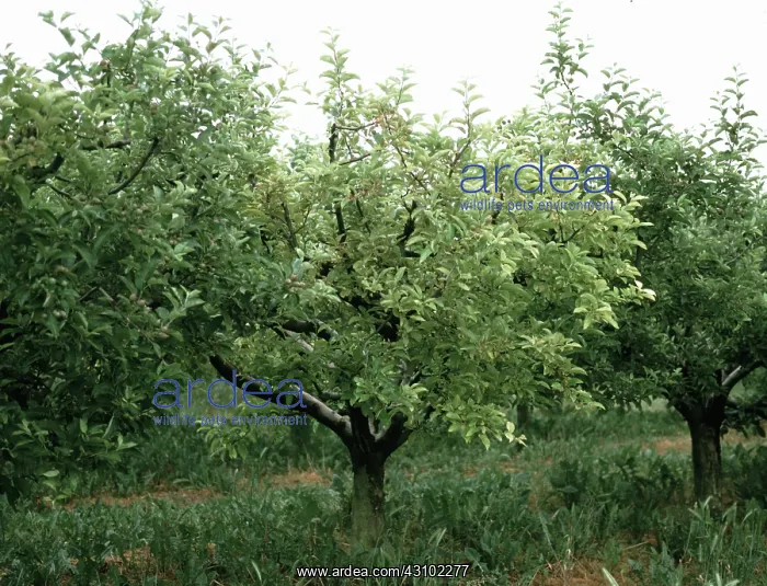 : Apple tree damaged by spider mites : Apple tree damaged by spider mites