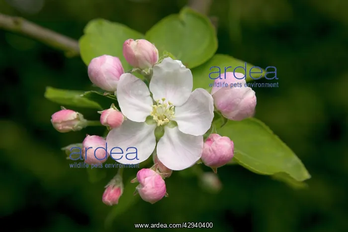  : Apple Tree - flower and buds