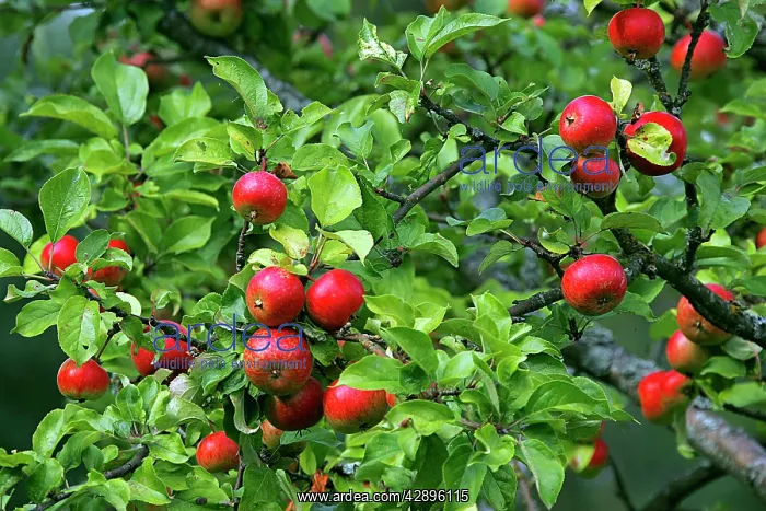 : Apple Tree - with fruit : Apple Tree - with fruit